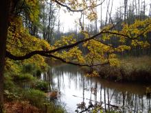 Udostępnienie do publicznego wglądu "Założeń do planu urzadzania lasu"